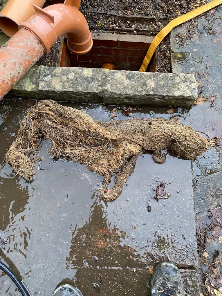 Tree roots removed from a blocked drain in East Yorkshire