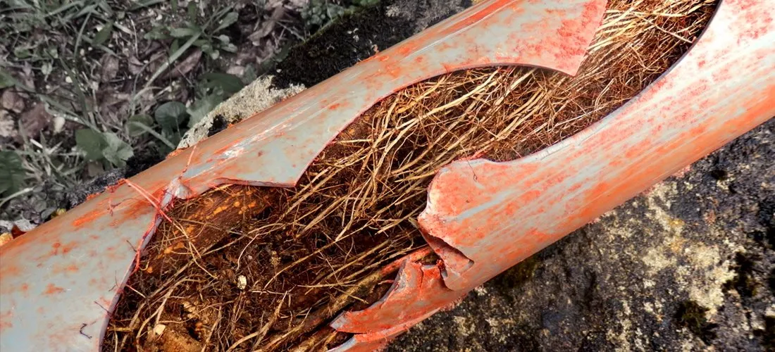 Damaged drain pipe with tree roots inside